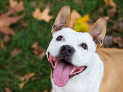 Autumn Dog Accessories: Essential Bandanas, Collars & Leashes for a Stylish Pup