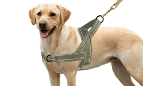 Green soft padded reflective dog harness with no-pull design, enhanced visibility with adjustable straps, comfortable fit.