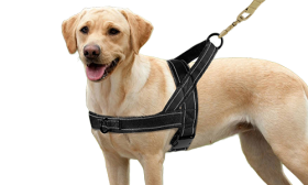 Soft Padded Reflective Dog Harness No Pull Black soft padded reflective dog harness with no-pull design, enhanced visibility with adjustable straps, warm and soft.