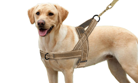 Brown soft padded reflective dog harness with no-pull design, enhanced visibility with adjustable straps, warm and soft.