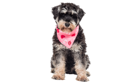 Pink dog bandana with 'LOVE' text, red hearts, and kiss marks, perfect for Valentine's day, lightweight and breathable.