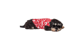 Dog wearing a red Valentine's Day vest with red and white heart, soft and washable for easy cleaning.