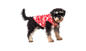 Dog wearing a red Valentine's Day-themed small vest with red and white heart, machine and hand washable for easy cleaning.