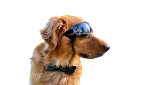 UV-protection dog sunglasses with adjustable straps, waterproof and lightweight, head 36-56 cm, mandible 20-25 cm.