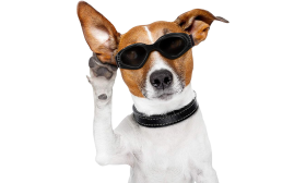 Black dog sunglasses with UV-protection, dark tinted lenses for eye safety and a stylish look. Adjustable and comfortable.