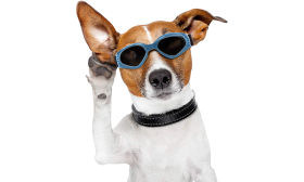 Blue dog sunglasses with UV-protection, dark tinted lenses for eye safety and a stylish look. Adjustable and comfortable.