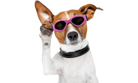 Stylish Dog Sunglasses with UV-Protection Pink dog sunglasses with UV-protection, dark tinted lenses for eye safety and a stylish look. Adjustable and comfortable.