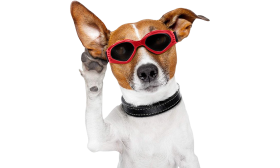Red dog sunglasses with UV-protection, dark tinted lenses for eye safety and a stylish look. Adjustable and comfortable.