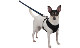 Dog wearing a black mesh dog harness, lightweight, attached to a leash, showing the harness fit and comfort for dogs.