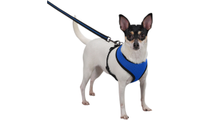 Dog Harness Dog wearing a blue mesh dog harness, lightweight, attached to a leash, showing the harness fit and comfort for dogs.