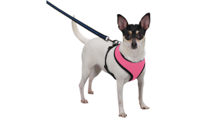 Dog wearing a pink mesh dog harness, lightweight, attached to a leash, showing the harness fit and comfort for dogs.