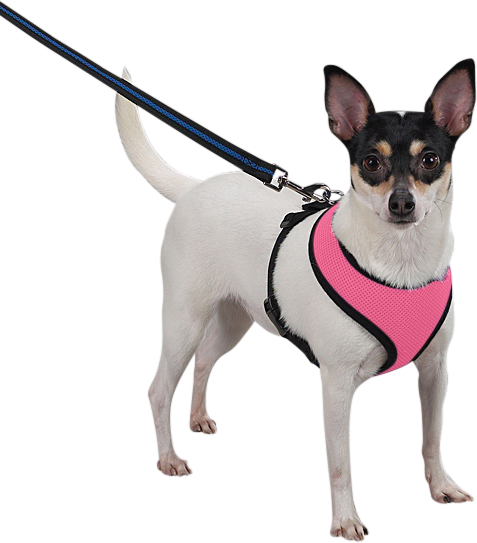 Dog Harness Dog wearing a pink mesh dog harness, lightweight, attached to a leash, showing the harness fit and comfort for dogs.
