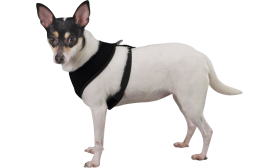 Side view of a dog wearing a black mesh harness with black straps, lightweight, showing a secure and snug fit.