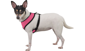 Side view of a dog wearing a pink mesh harness with black straps, lightweight, showing a secure and snug fit.
