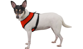Side view of a dog wearing a red mesh harness with black straps, lightweight, showing a secure and snug fit.
