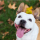 Autumn Dog Accessories: Essential Bandanas, Collars & Leashes for a Stylish Pup