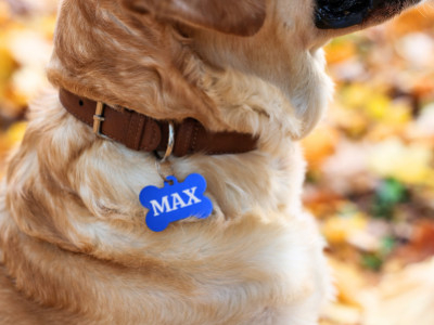 Keep Your Pet Safe with ID Tags: Why a Personalised Dog Tag is Essential