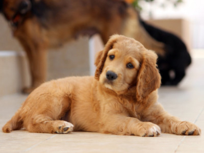 The Ultimate Dog Name Quiz: What’s the Perfect Name for Your Puppy?
